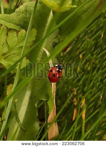 Ladybird Climbing Up Grass in a Meadow