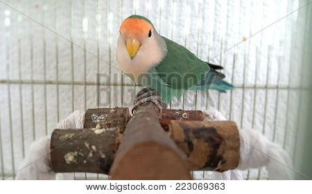 Agapornis roseicollis on its branch inside of it gate. This agapornis is also called "peach faced", and this kind of mutation is called "aqua".
The agapornis are from the family of the psitaciformes, and it's like a little parrot.