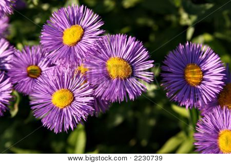 夏の花