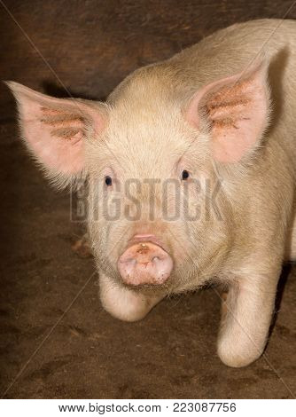 portrait of a pig farm . In the park in nature
