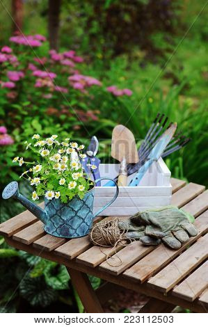 garden work still life in summer. Camomile flowers, gloves and toold on wooden table outdoor in sunny day with flowers blooming on background.