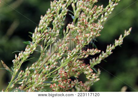 Artemisia vulgaris also known as mugwort closeup