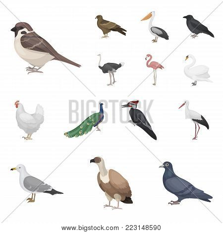 Types of birds cartoon icons in set collection for design. Home and wild bird vector symbol stock  illustration.