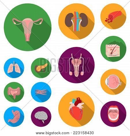 Internal organs of a human flat icons in set collection for design. Anatomy and medicine vector symbol stock  illustration.