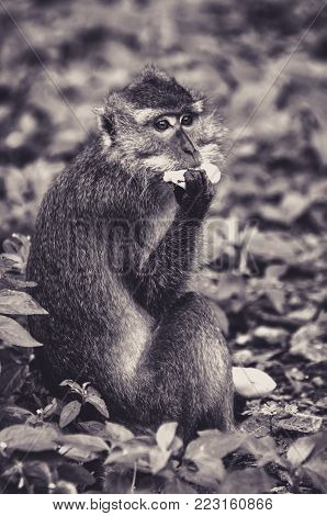 Macque sat in the Greenery to Eat