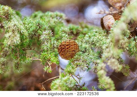 brown bump on green spruce branch close up
