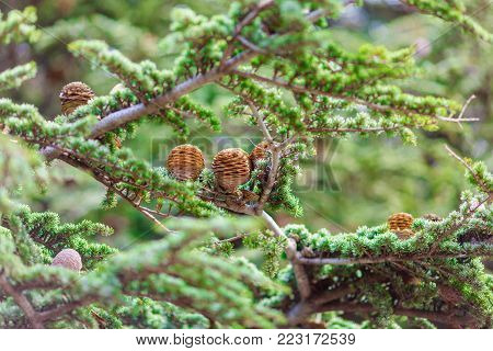 brown bumps on green spruce branch, nature texture