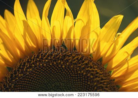 Sunflowers In A Field In The Afternoon.