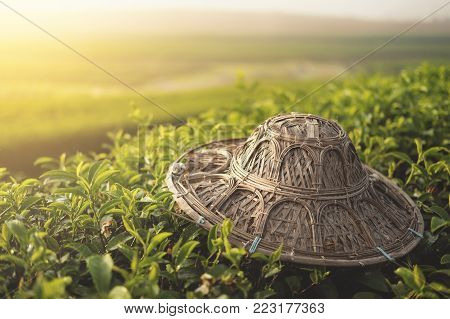 Hat Weave On Tea Plantation