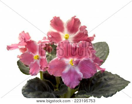 Collection African violets. RM Aromat Leta (Aroma of Summer) - Large wavy bright coral flowers-stars with a white eye. Green foliage. Russian selection