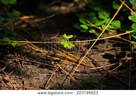 Low light green leaf at cloundy background.