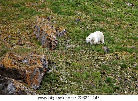 Polar bear in summer Arctic - climate change - Franz Josef Land
