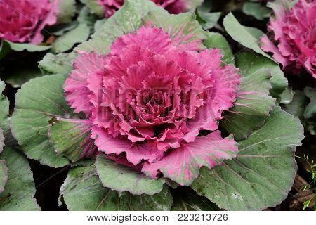 Multicolor decorative cabbage in blossom - Fresh cabbage growing in the garden.