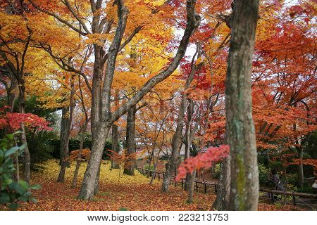 Colorful Autumn Foliage In The Shinnyo Do