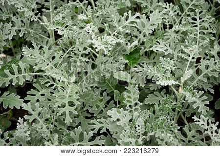 Cineraria silver, Cineraria maritime varieties of silver dust in the garden.