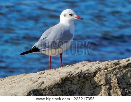 Caspian gull on the background of the blue sea. Close-up.
