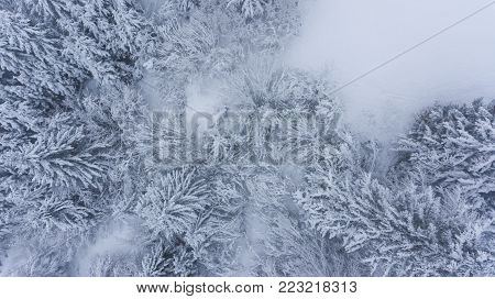 Drop down view of snow covered forest. Winter fairy tale.