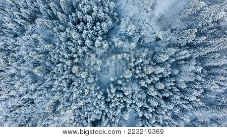 Drop down view of snow covered forest. Winter pine trees from above.