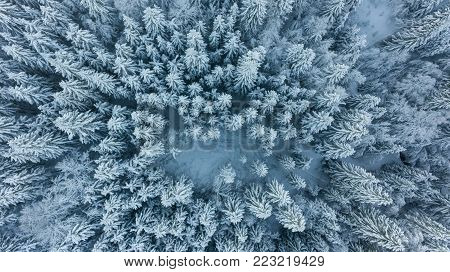 Drop down view of snow covered forest. Winter pine trees from above.