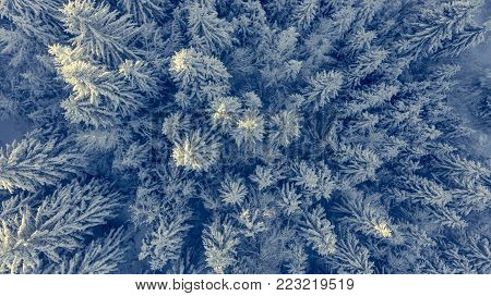 Drop down view of snow covered forest. Winter pine trees from above.