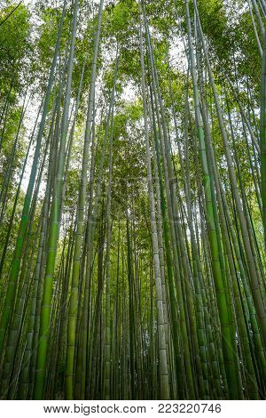 Arashiyama bamboo forest in Sagano, Kyoto, Japan