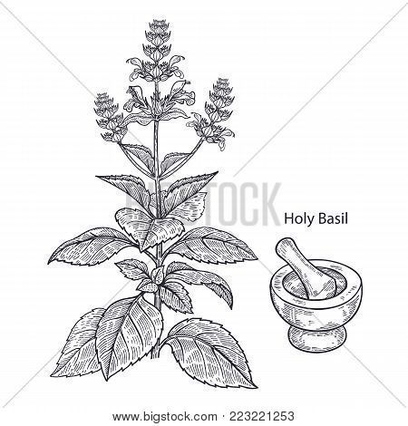 Realistic medical plant Holy Basil, mortar and pestle. Vintage engraving. Vector illustration art. Black and white. Hand drawn. Alternative medicine series.