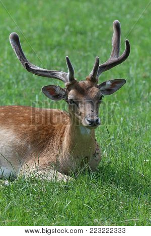 Deer, a ruminant mammal part of the family of Cervidae
