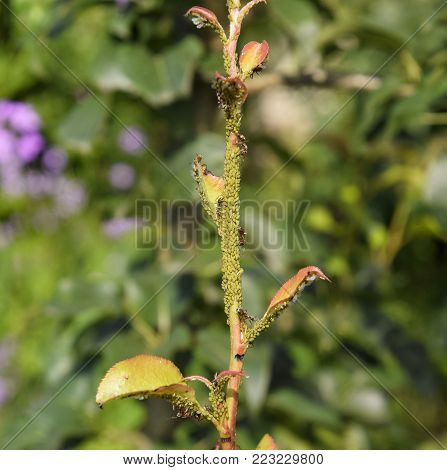 Ants Graze A Colony Of Aphids On Young Pear Shoots. Pests Of Plant Aphids