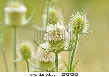 Teasel in nature, Natural background with an teasel flower in bloom