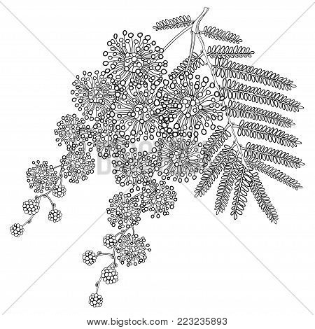 Vector branch of outline Mimosa or Acacia dealbata or silver wattle flower, bud and leaves in black isolated on white background. Bunch of Mimosa in contour style for spring design or coloring book.