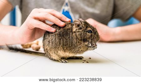 Degu chilean squirrel eating peanut