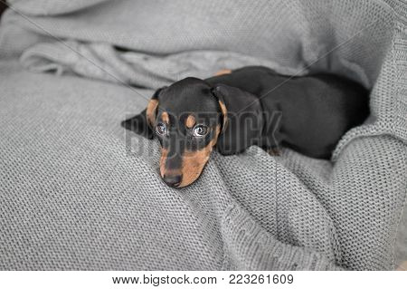 puppy Dachshund on grey knitted background lies and looking at the camera