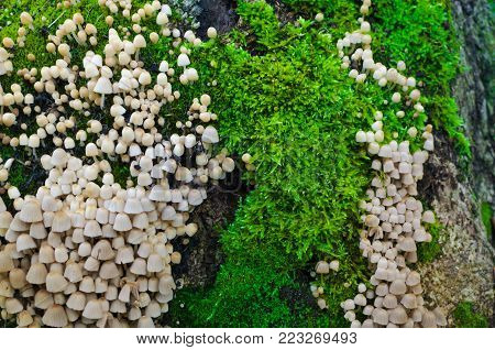 A lot of Coprinellus disseminatus on an old stump, covered with juicy cold green moss with a colorful sprouts. Close-up macro shot. Some blurred stump bark at right.