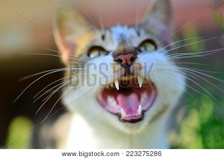 The gray cat looks up, mewing and having widely opened a mouth.