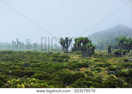 Kilimanjaro climbing. Endemic plants are Senecio Kilimanjari shown at dawn. This plant is grown only around Kilimanjaro mount. Early evening fog. Tanzania, Africa