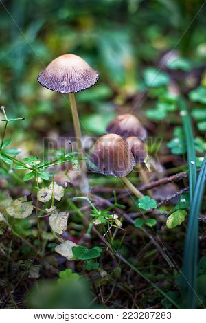Mica cap wild mushroom. Scientific name of Coprinus micaceus.