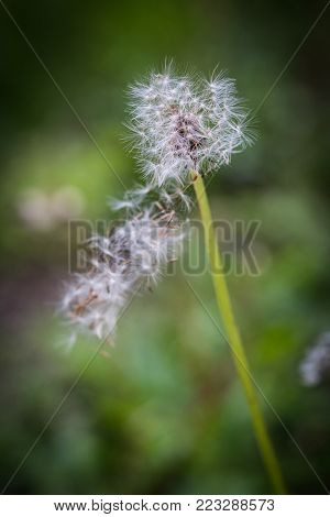 Dendelion Flower Isolated With Blured Green Background