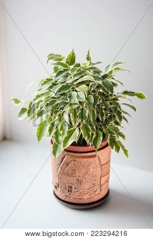 Ficus Benjamina Kinky In A Pot Over White Background