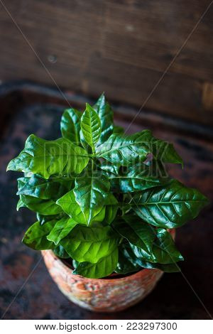 Coffea Arabica - Coffee Plant In A Flower Pot