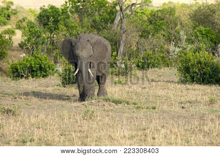 An African Elephant In Masai Mara Game Reserve, Kenya