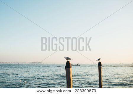 One flying gull in Milan, Italy nature