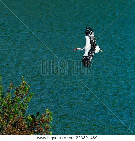 Beautiful Stork With Red Nib Flying In The Blue Sky
