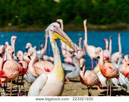 Beautiful Stork With Red Nib Flying In The Blue Sky