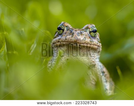 Daring Green Toad (bufotes Viridis) Peeking From Behind Grass In A Backyard Lawn