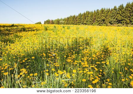 Field and forest far in the background in a summer day