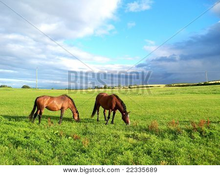 Pferde im Feld