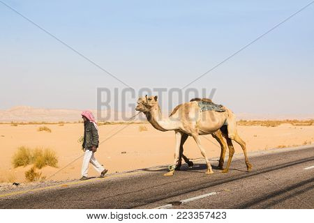 Agadir, Jordan - December 22, 2017: Arab man with a camel is walking across the road
