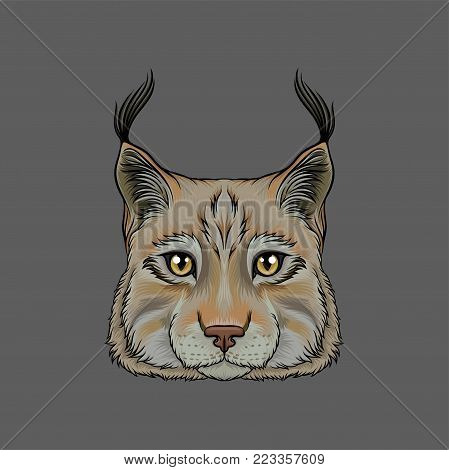 Head of lynx, portrait of wild serval cat animal hand drawn vector Illustration on a grey background