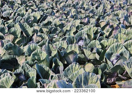 photo of plantation of ripe kale in sunny weather, Israel