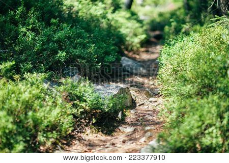 Piece Of Wild Nature With Bush, Stones And Birch Closeup
